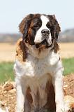 SAINT BERNARD 091